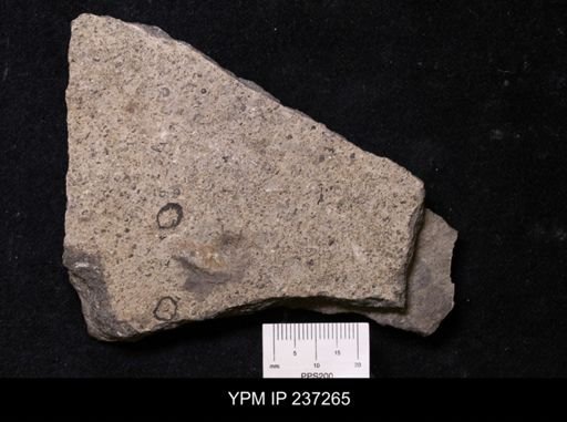 undet. Conodonta