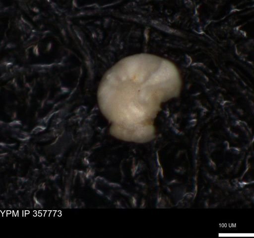 undet. Foraminiferida