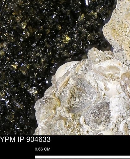 Corbulamella?