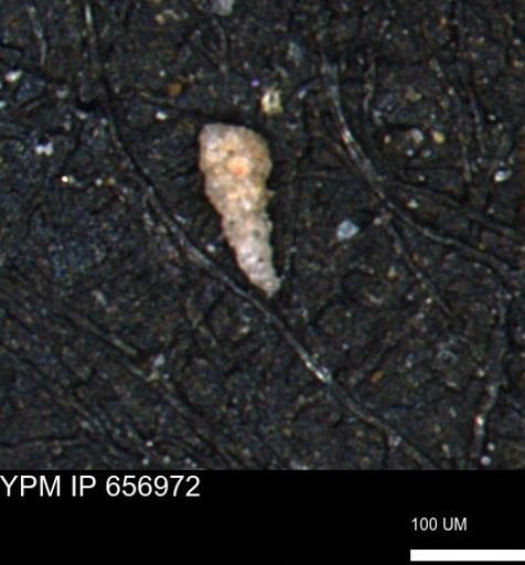 Verneuilinoides kansasensis