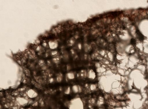 Axinella sp.