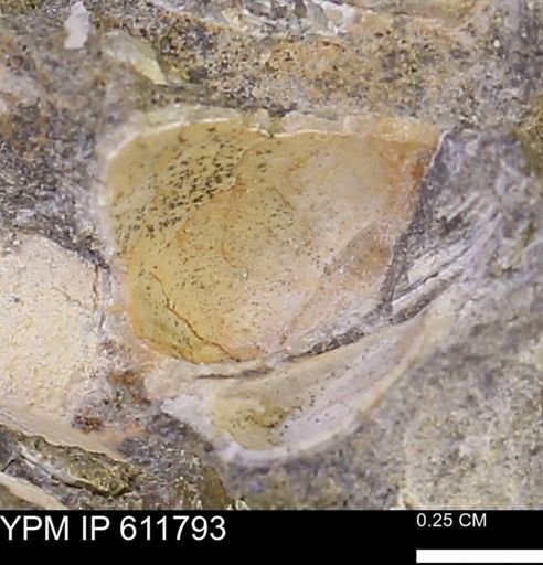 Protocardia sp.