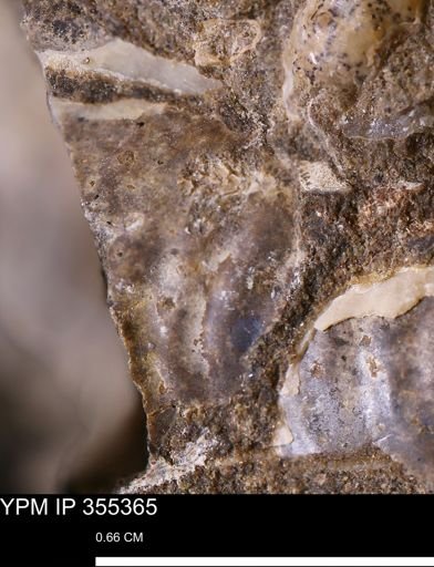 Mollusca