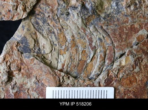 undet. Nautiloidea