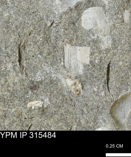 undet. Mollusca
