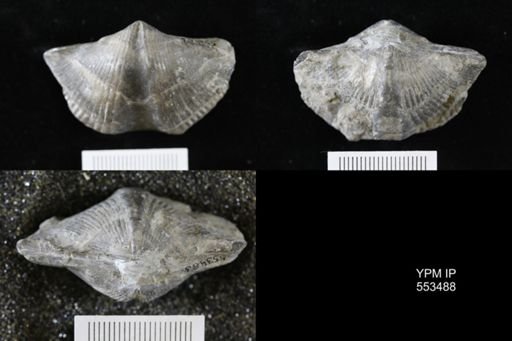 Spirifer audacula