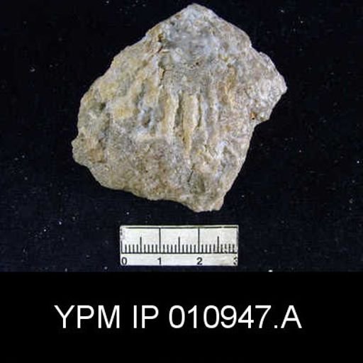 Meekella hessensis