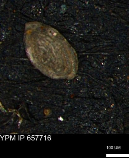 Spirolocammina subcircularis