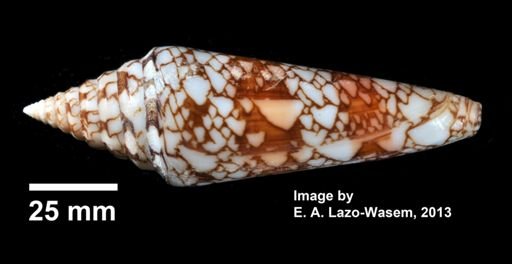 Conus milneedwardsi
