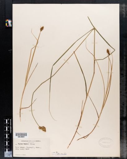 Carex bebbii