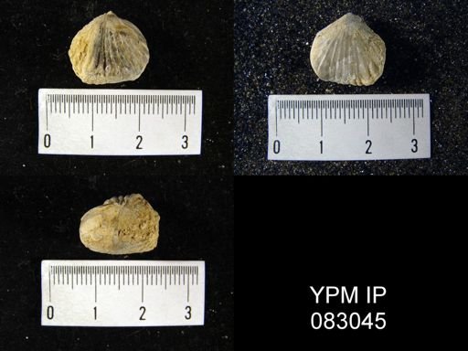 Uncinulus nucleolatus