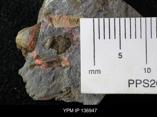 Ctenocephalus maltheus