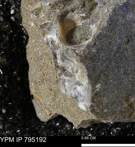 undet. Bivalvia
