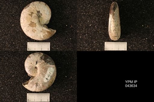 Hoploscaphites nicolletii