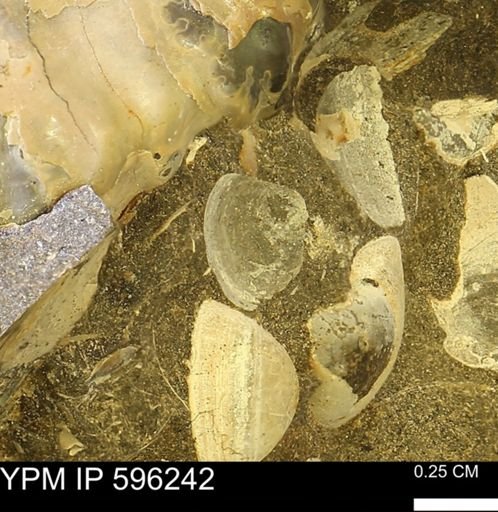 Limopsis? striatopunctatus