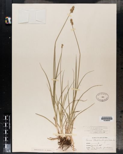 Carex muhlenbergii