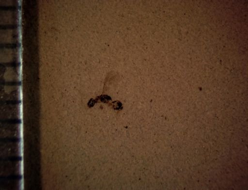 undet. Hymenoptera