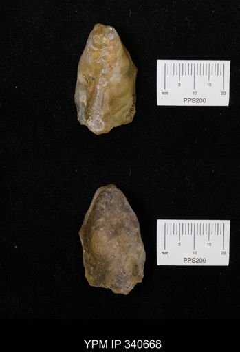 Ostrea translucida