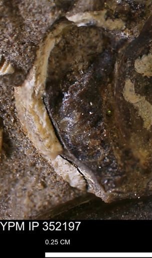 undet. Bivalvia