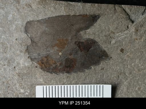 Dolichopterus sp.