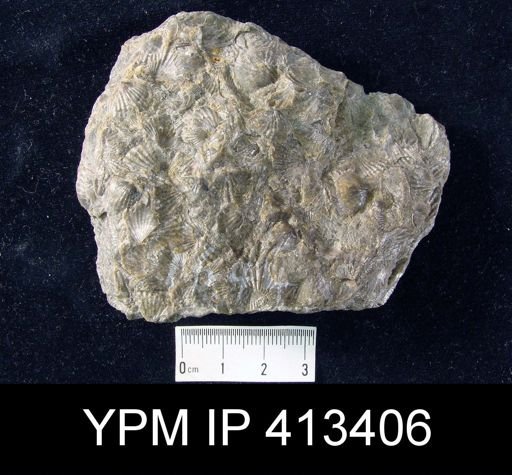Anoplotheca hemispherica