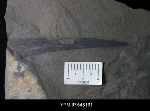 Eurypterida?