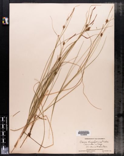 Carex oligosperma