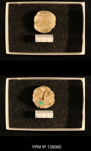 Productus (Dictyoclostus) indicus