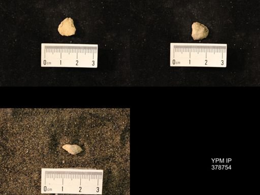 Marginifera wabashensis