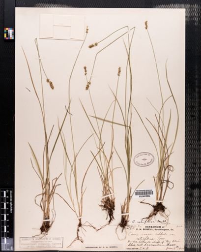 Carex retroflexa