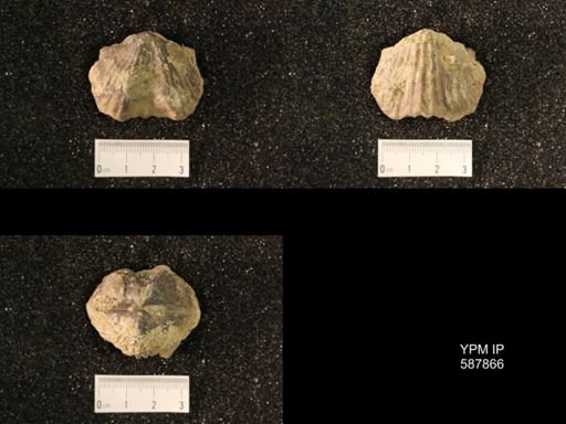 Platystrophia ponderosa