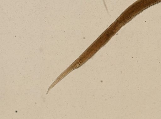 Ganguleterakis spumosa