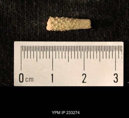 Archaeocidaris sp.