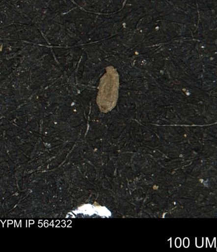Miliammina manitobensis