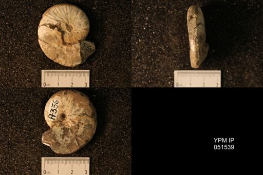 Hoploscaphites nicolletii