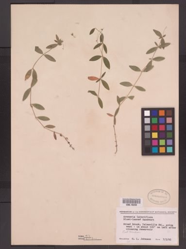 Arenaria lateriflora