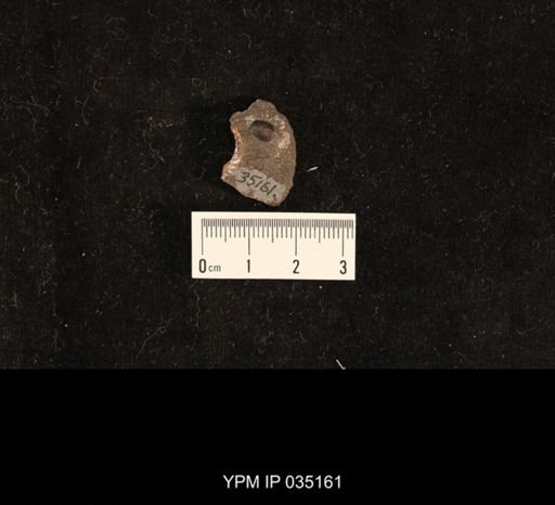 undet. Coleoptera