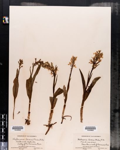 Habenaria