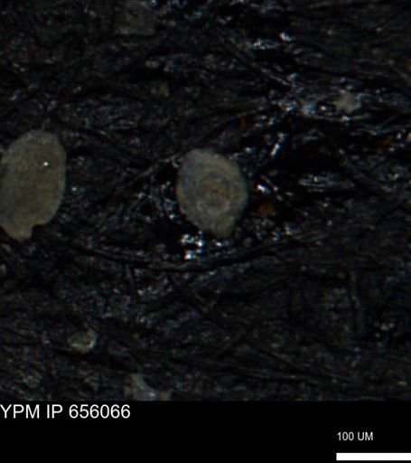Spirolocammina subcircularis