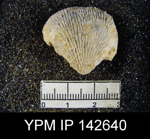 Productus (Linoproductus) asperulus
