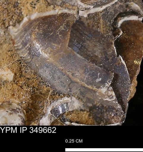 undet. Mollusca