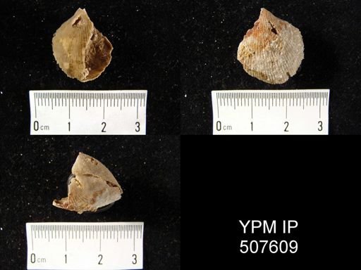 undet. Brachiopoda