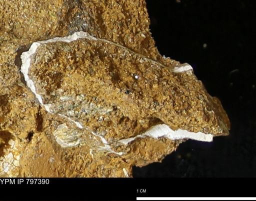 undet. Mollusca