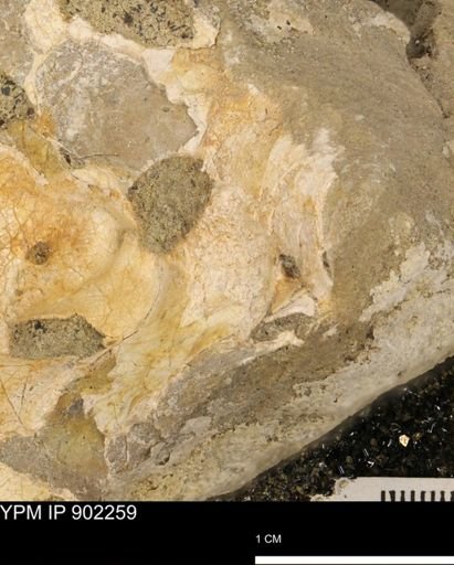undet. Inoceramidae
