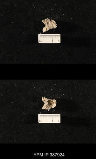 Hercosia sp.