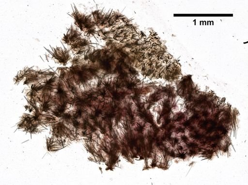 Microciona rarispinosa