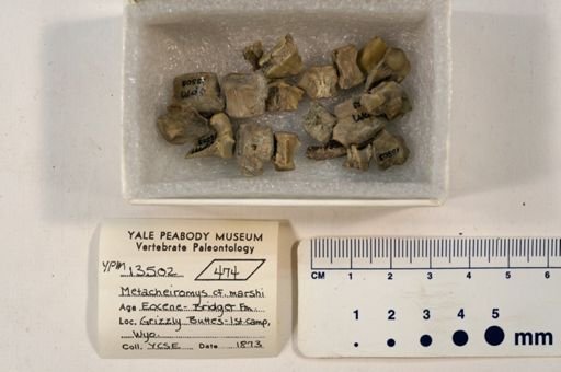 Metacheiromys marshi