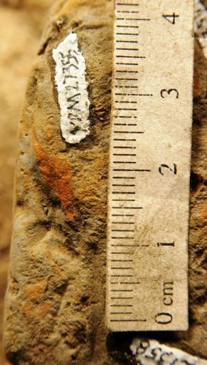 Salix argyrocarpa