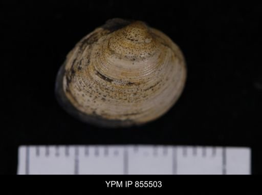 Limopsis striatopunctatus