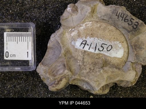 Sphenodiscus lenticularis